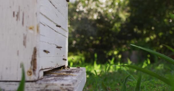 Großaufnahme Von Bienen Die Sonnigen Tagen Bienenstock Herumfliegen Imkerei Und — Stockvideo