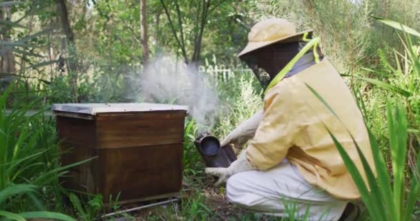 Kaukasische Männliche Imker Schutzkleidung Mit Raucher Bienen Einem Bienenstock Beruhigen — Stockvideo