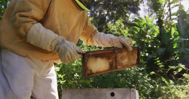 Blanke Mannelijke Imker Beschermende Kleding Die Het Honingraatframe Van Een — Stockvideo