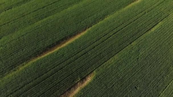 Vista Geral Paisagem Rural Vista Drone Ambiente Sustentabilidade Ecologia Energias — Vídeo de Stock