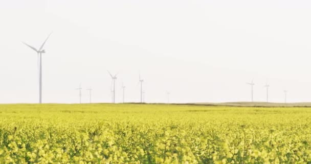 Algemeen Zicht Windturbines Landelijk Landschap Met Wolkenloze Lucht Milieu Duurzaamheid — Stockvideo