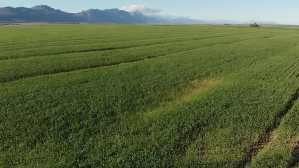 Algemeen Zicht Landschap Met Wolkenloze Lucht Milieu Duurzaamheid Ecologie Hernieuwbare — Stockvideo