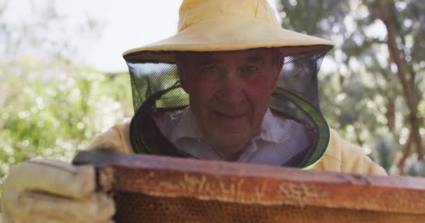 Kaukasische Männliche Imker Schutzkleidung Inspizieren Das Wabengestell Aus Einem Bienenkorb — Stockvideo