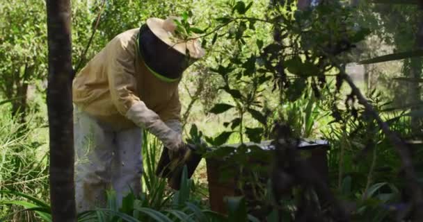 Kaukasische Männliche Imker Schutzkleidung Mit Raucher Bienen Einem Bienenstock Beruhigen — Stockvideo