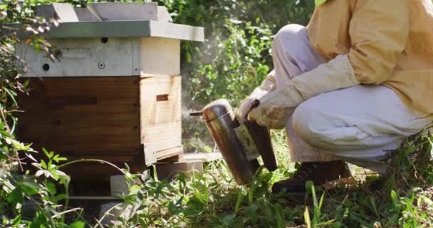 Kaukasische Männliche Imker Schutzkleidung Mit Raucher Bienen Einem Bienenstock Beruhigen — Stockvideo