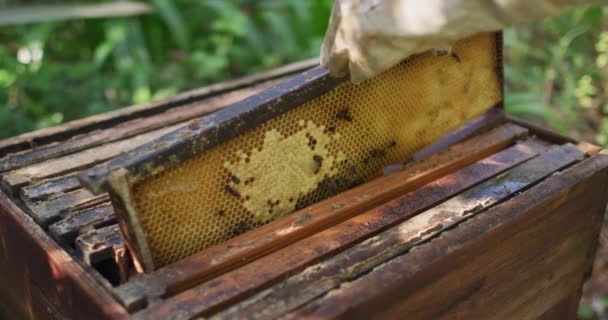 Белый Пчеловод Защитной Одежде Осматривает Раму Пчелиного Улья Производство Пасеки — стоковое видео