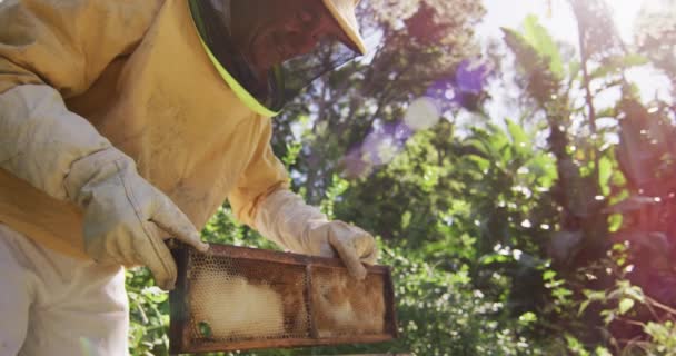 Fehér Férfi Méhész Védőruhában Aki Méhkaptárból Vizsgálja Méhsejt Keretét Méhészet — Stock videók