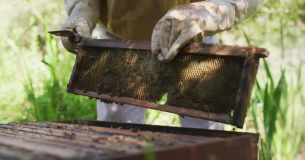 Blanke Mannelijke Imker Beschermende Kleding Die Het Honingraatframe Van Een — Stockvideo
