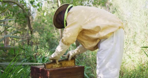 Kaukasische Männliche Imker Schutzkleidung Inspizieren Das Wabengestell Aus Einem Bienenkorb — Stockvideo