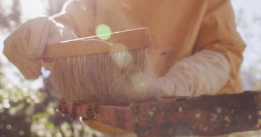 Koruyucu giysiler içinde arı kovanından fırçayla bal peteği çerçevesi temizleyen arıcı. Arı ve bal üretimi, küçük tarım işi ve hobi.