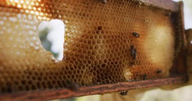 Arı kovanının bal peteği çerçevesindeki arıları kapatın. Arı ve bal üretimi, küçük tarım işi..