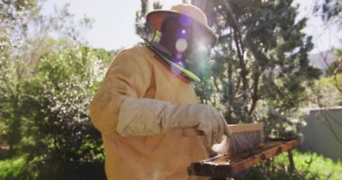 Beyaz, koruyucu giysiler içinde, arı kovanından bal peteği çerçevesi temizleyen kıdemli erkek arı yetiştiricisi. Arı ve bal üretimi, küçük tarım işi ve hobi.