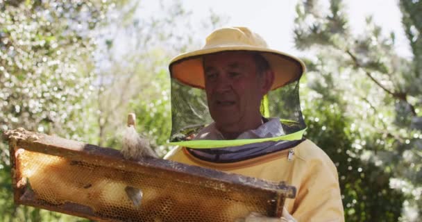 Senior Caucasian Male Beekeeper Protective Clothing Cleaning Honeycomb Frame Beehive — Stock Video