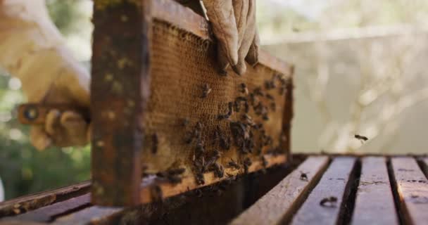 Tangan Dari Peternak Lebah Dalam Pakaian Pelindung Memeriksa Sarang Lebah — Stok Video