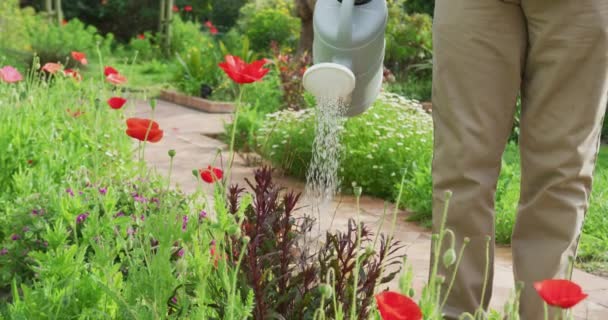 Animation Afrikansk Amerikansk Senior Man Trädgårdsskötsel Vattning Blommor Aktiv Och — Stockvideo