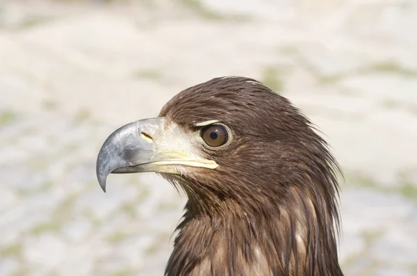 Sas sztyeppe, Aquila nipalensis — Stock Fotó