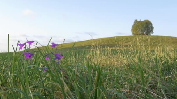 Enorme Campo Verde Con Hierba Trigo Pequeñas Colinas Árboles Distancia — Vídeos de Stock