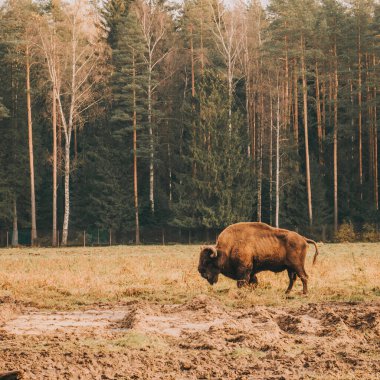 Bizon yaşam alanında tam gelişim gösteriyor. Fotoğraf. Yedekte büyük, güçlü bir bizon..