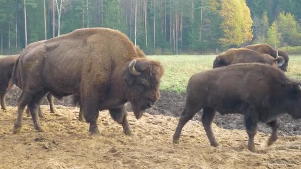 Familie van plantenetende bizons in hun habitat. — Stockvideo