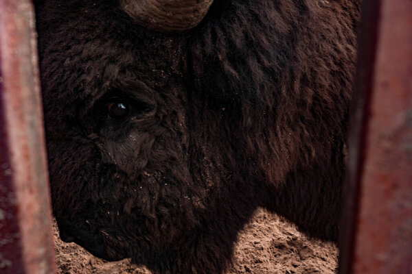 The eye of the bison is close. The eyes of a wild animal. Beautiful eye of herbivores.