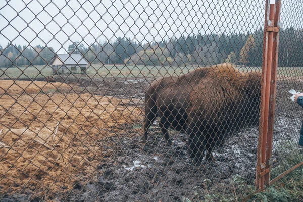 Bison behind bars in the reserve. Feeding animals with their hands, standing behind the fence.