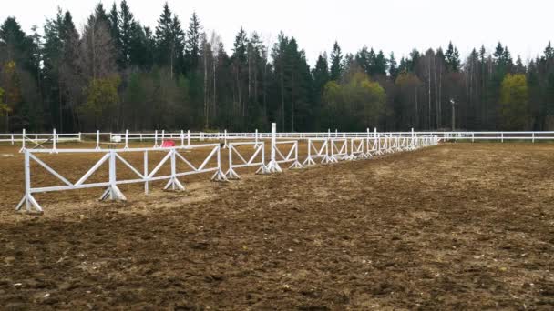 Murni Putih Pacuan Kuda Terhadap Latar Belakang Indah Musim Gugur — Stok Video