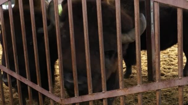 Bison Πίσω Από Κάγκελα Στο Αποθεματικό Ταΐζοντας Ζώα Χέρια Τους — Αρχείο Βίντεο