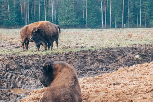 Une Famille Bisons Promenade Famille Bisons Herbivores Dans Leur Habitat — Photo