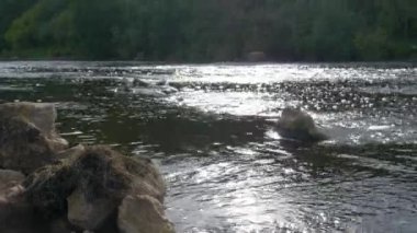 Şelale, nehirden akan su. Kahverengi renkli, fırtınalı bir nehir..