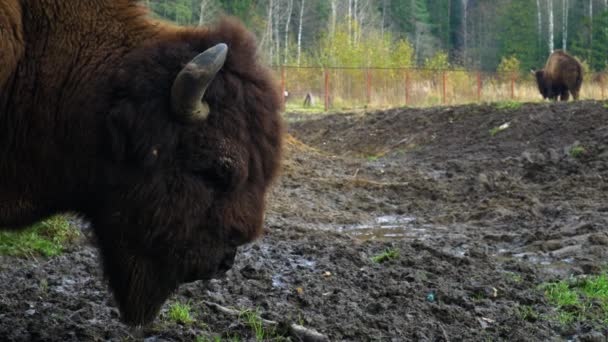 Testa Del Bisonte Distanza Ravvicinata Bisonte Adulto Guarda Nella Telecamera — Video Stock