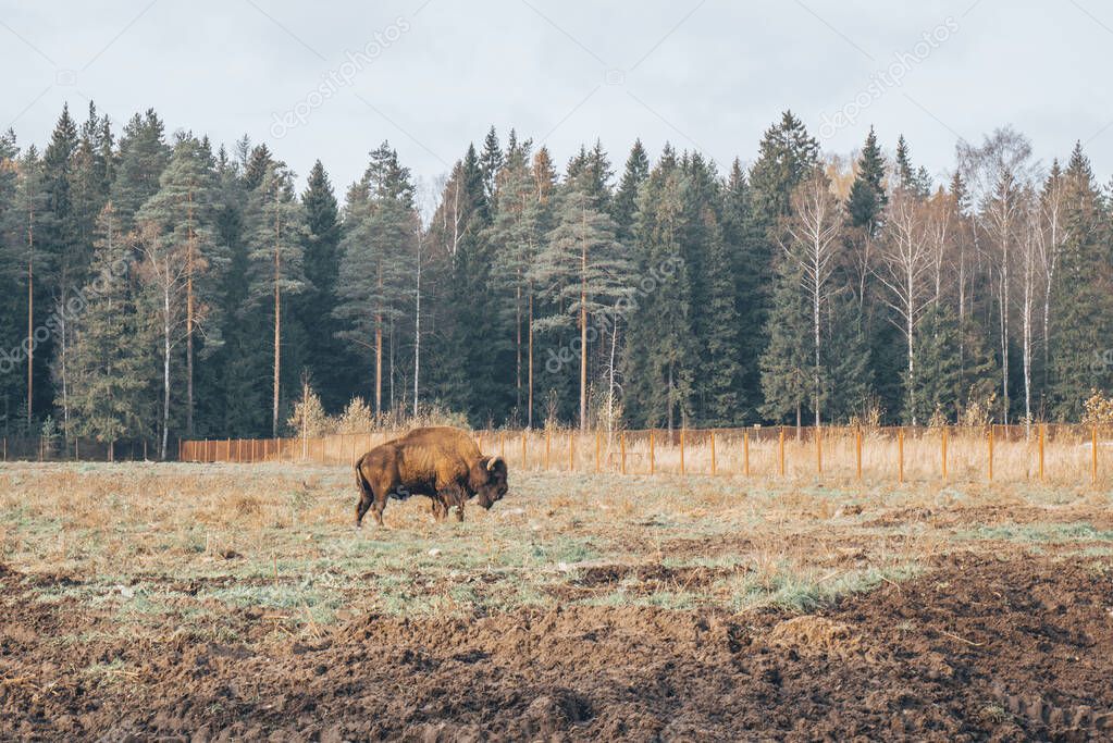 Bison in full growth in its habitat. Photo A large strong bison in the reserve.