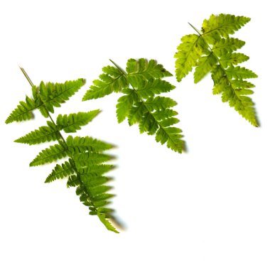 Kozalaklar çarpar ve eğreltiotu yaprakları dökülür. Beyaz arka planda ormanın doğal meyveleri..