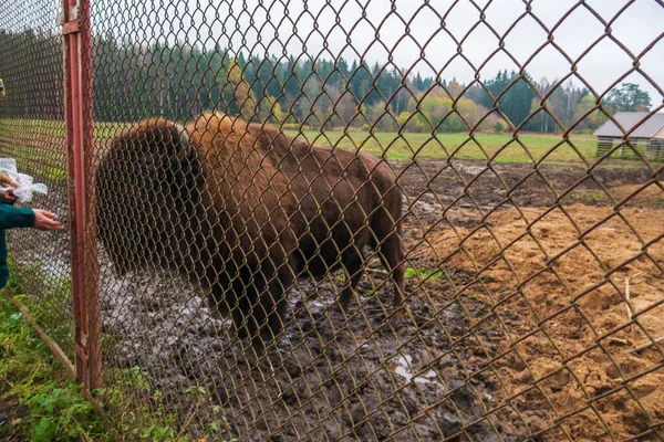 Bison behind bars in the reserve. Feeding animals with their hands, standing behind the fence.