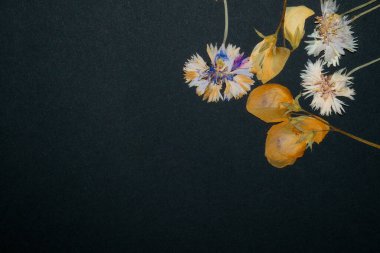 Siyah arka planda kurumuş çiçekler. Daisy, zil, karahindiba. Metin için yer var..