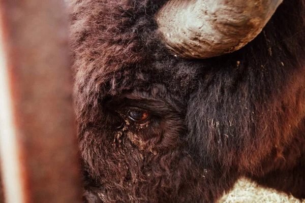 Olho Bisonte Está Perto Olhos Animal Selvagem Belo Olho Herbívoros — Fotografia de Stock