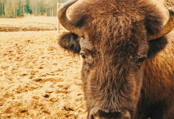 The head of the bison at close range. An adult bison looks into the camera. Bison in the reserve.
