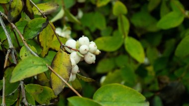Yeşil yapraklı beyaz böğürtlen.