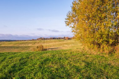 Çimen ve buğdaylı kocaman yeşil bir tarla. Uzaktaki küçük tepeler ve ağaçlar. Büyük güzel mavi bir gökyüzü.