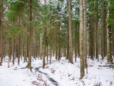 Ladin ve yaprak döken ormanların doğal ormanı. Sis boyunca güneş ışınları mistik bir atmosfer yaratır..