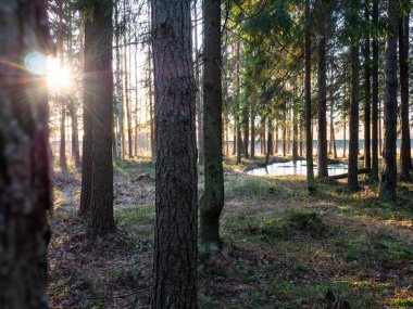 Güzel yeşil yapraklı ve kozalaklı orman. Huş ağacı, ladin, hev. Baharın başında. Hoş, sıcak bir ışık. Güneş ışınları sabahın erken saatlerini aydınlatır..