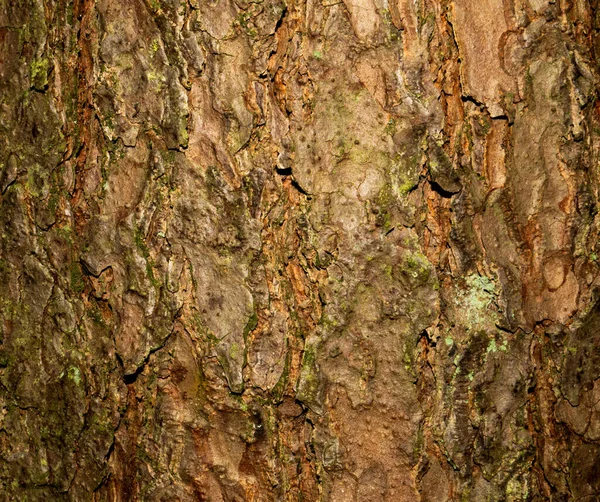 Kolorowa Nasycona Kora Drewna Woody Tekstury Idealny Jako Tło Zielone — Zdjęcie stockowe