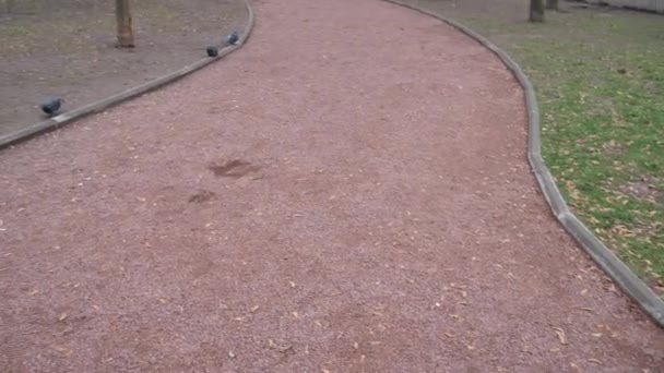 Rustige steeg met omgevallen bladeren in het najaarspark — Stockvideo