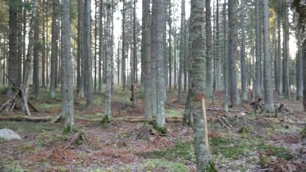 Naturalny las świerkowy i liściasty. — Wideo stockowe