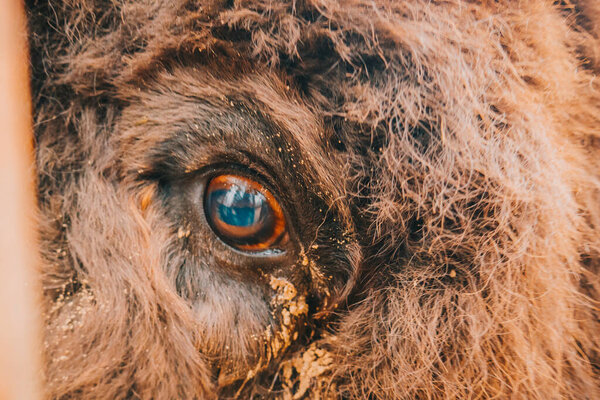 The eye of the bison is close. The eyes of a wild animal. Beautiful eye of herbivores.