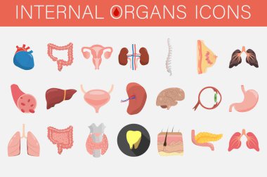 Yüzden fazla iç organ ve insan parçasından oluşan bir set. Tıpla ilgili ikonlar, eğitim, bireysel insan organları. İnsan Anatomisi. Kalp, beyin, karaciğer, böbrekler, omurga ve diğer.