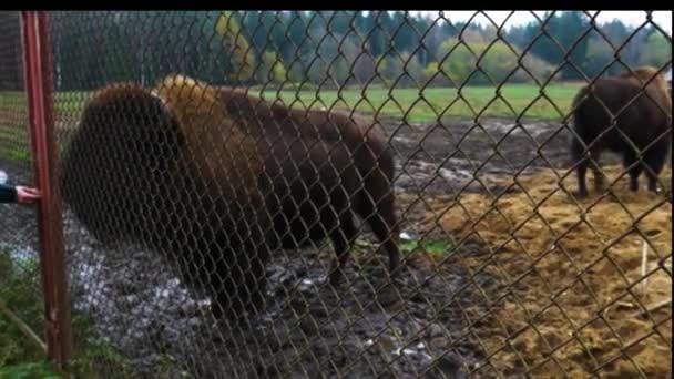 Feeding Bison Reserve Man Feeds Buffalo Bars Bison Bars — Stock Video