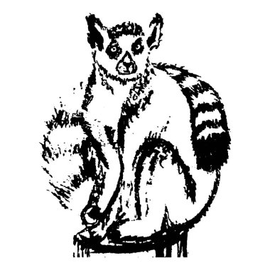 El çizimi renkli lemur beyaz arka planda izole edilmiş. Retro tarzda vektör illüstrasyonu. Vektör illüstrasyonu