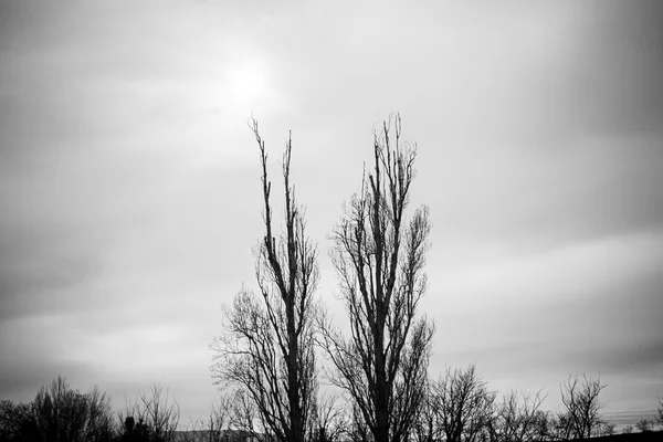 Grumlig landskap träd — Stockfoto