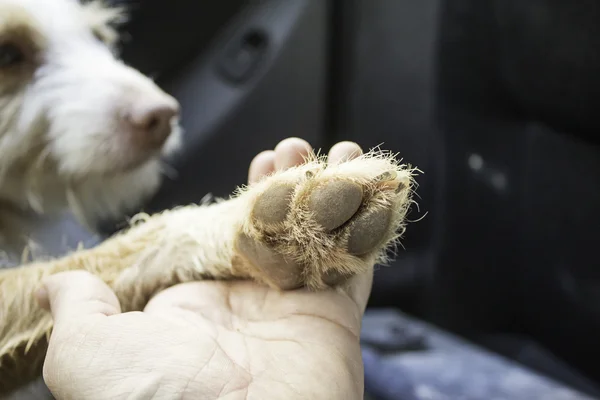 Vriend hond persoon — Stockfoto