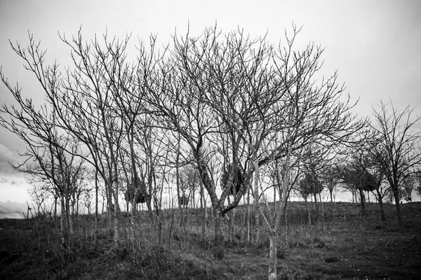 Ağaçlar uğursuz alan — Stok fotoğraf